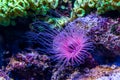 Flower tube sea anemone in closeup, purple and pink neon colors, Tropical animal specie from the Indo-pacific ocean Royalty Free Stock Photo