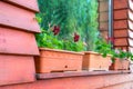 Flower tubs on window sill