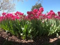 Tulips in the sun Royalty Free Stock Photo