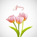 Flower tulip background.