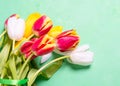 Flower tulip background on green. Top view copy space. Royalty Free Stock Photo