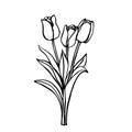 Flower tulip. Black outline on white background, Royalty Free Stock Photo