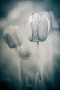 Flower tulip black and white photo, fragile tender elegant flowering plant, floral gray conceptual sad background