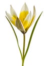 Flower of tulip botanical, lat.Tulipa botanical, isolated on white background
