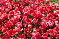 Flower of tulip. Flowering nature closeup. Macro of flowering tulip. Tulip flower. Natural flower plant. Flora nature