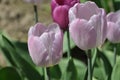 A flower tulip with green leaf on a spring summer day Background with a field of tulips closeup Design of a holiday postcard