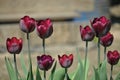 A flower tulip with green leaf on a spring summer day Background with a field of tulips closeup Design of a holiday postcard