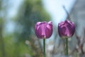 A flower tulip with green leaf on a spring summer day Background with a field of tulips closeup Design of a holiday postcard Royalty Free Stock Photo