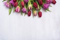 Flower, tulip header Royalty Free Stock Photo