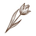 Flower tulip leaf monochrome sketch outline vector illustration