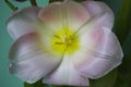 Flower tulip nectar pollen beautiful outdoor alive