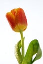 Flower tulip petals stalk