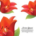 Flower tulip red wallpaper modern Royalty Free Stock Photo