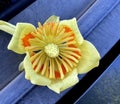 Flower of Tulip Tree, Liriodendron tulipifera