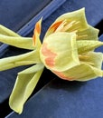 Flower of Tulip Tree, Liriodendron tulipifera