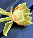 Flower of Tulip Tree, Liriodendron tulipifera