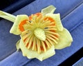 Flower of Tulip Tree, Liriodendron tulipifera