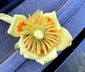 Flower of Tulip Tree, Liriodendron tulipifera