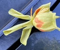 Flower of Tulip Tree, Liriodendron tulipifera