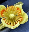 Flower of Tulip Tree, Liriodendron tulipifera