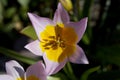 Flower of the Tulip Tulipa saxatilis