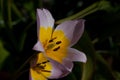 Flower of the Tulip Tulipa saxatilis