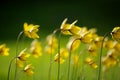 Flower Tulipa Sylvestris