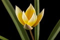 Flower of tulipa Tarda, botanical tulip, isolated on black background Royalty Free Stock Photo