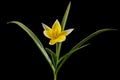 Flower of tulipa Tarda, botanical tulip, isolated on black background Royalty Free Stock Photo