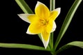 Flower of tulipa Tarda, botanical tulip, isolated on black background Royalty Free Stock Photo