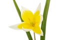 Flower of tulipa Tarda, botanical tulip, isolated on white background Royalty Free Stock Photo