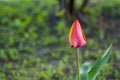 . Flower tulips background. Beautiful view of orange tulips and sunlight. tulips, field of tulips