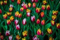 Flower tulips