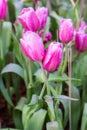 Flower tulips