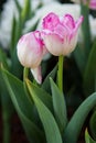 Flower tulips