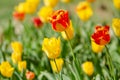 Flower tulips background. Beautiful view of yellow and red tulip Royalty Free Stock Photo