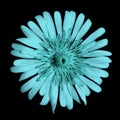 Flower turquoise on the black isolated background with clipping path. no shadows. Closeup.