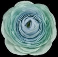 flower turquoise-blue rose. .Flower isolated on the black background. No shadows with clipping path. Close-up. Royalty Free Stock Photo