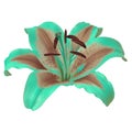 Flower turquoise brown lily isolated on white background with clipping path. Close-up.