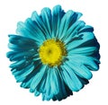 Flower turquoise Chamomile on white isolated background with clipping path. Daisy turquoise-yellow with droplets of water for desi Royalty Free Stock Photo