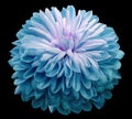 Flower turquoise  chrysanthemum . Flower isolated on the black  background. Close-up. Royalty Free Stock Photo