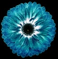 flower turquoise gerbera. Flower isolated on the black background. No shadows with clipping path. Close-up. Royalty Free Stock Photo