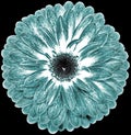 flower turquoise gerbera. Flower isolated on the black background. No shadows with clipping path. Close-up. Royalty Free Stock Photo