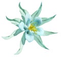 Flower turquoise. Isolated on a white background with clipping path. No shadows.. Closeup. A beautiful light blue primrose blos