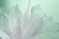 Flower turquoise-pink background of dahlias petals. Macro photography. Soft focus.