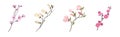 Flower Twig and Branch with Tender Blooming Flora Vector Set Royalty Free Stock Photo