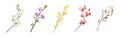 Flower Twig and Branch with Tender Blooming Flora Vector Set Royalty Free Stock Photo