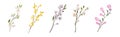 Flower Twig and Branch with Tender Blooming Flora Vector Set Royalty Free Stock Photo