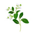 Flower Twig with Small White Florets and Green Leaves Vector Illustration