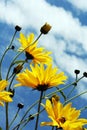 Flower under the blue sky